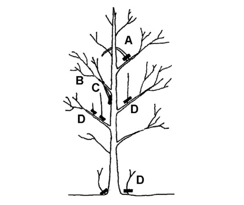 A diagram illustrating pruning objectives for trees 3 to 4 years after planting.