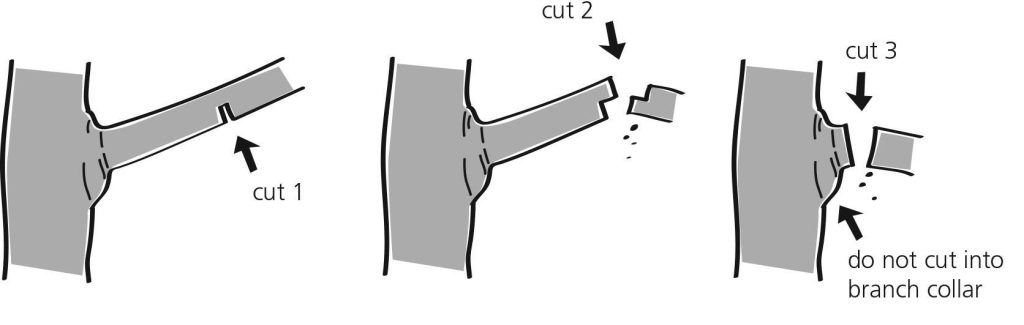 A diagram illustrating the three-cut method for pruning.