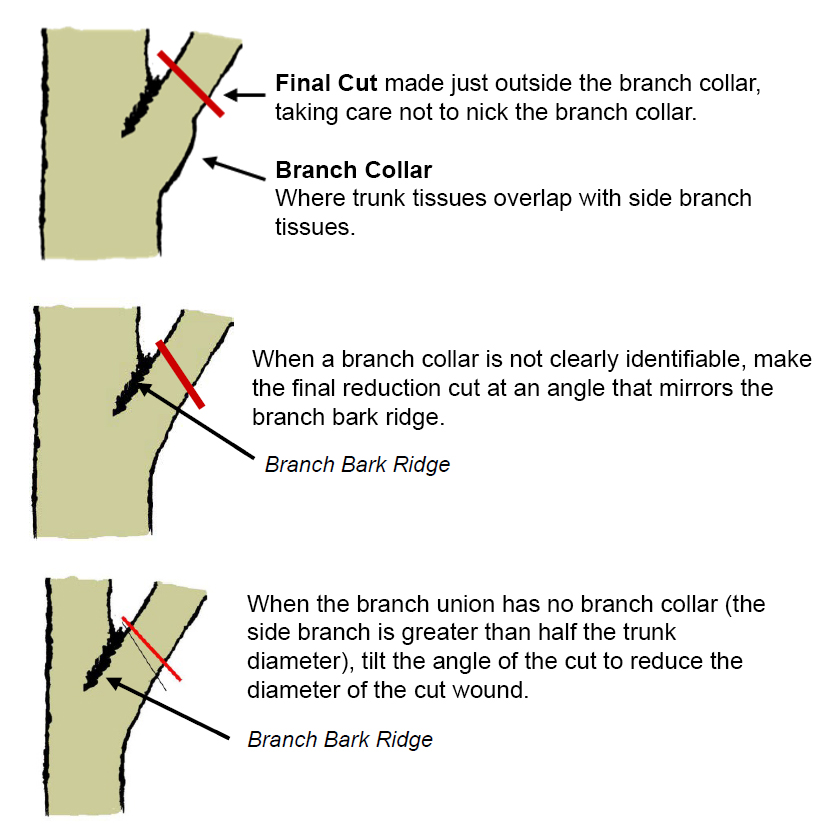 Diagrams showing the proper location for removal cuts. 