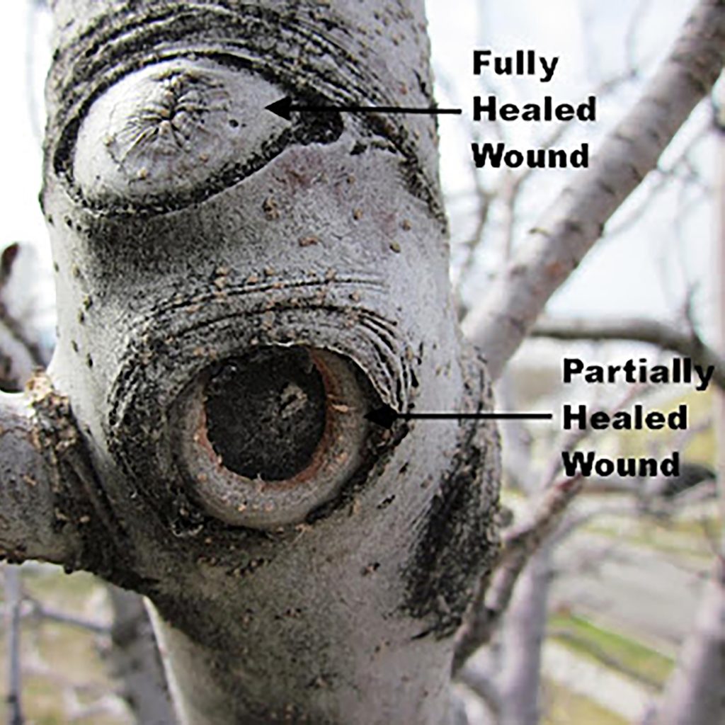 A picture showing woundwood in different stages of healing.