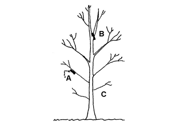 A diagram illustrating pruning objectives for newly planted trees.