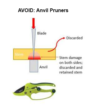 An illustration showing how anvil style pruners damage plant tissue.