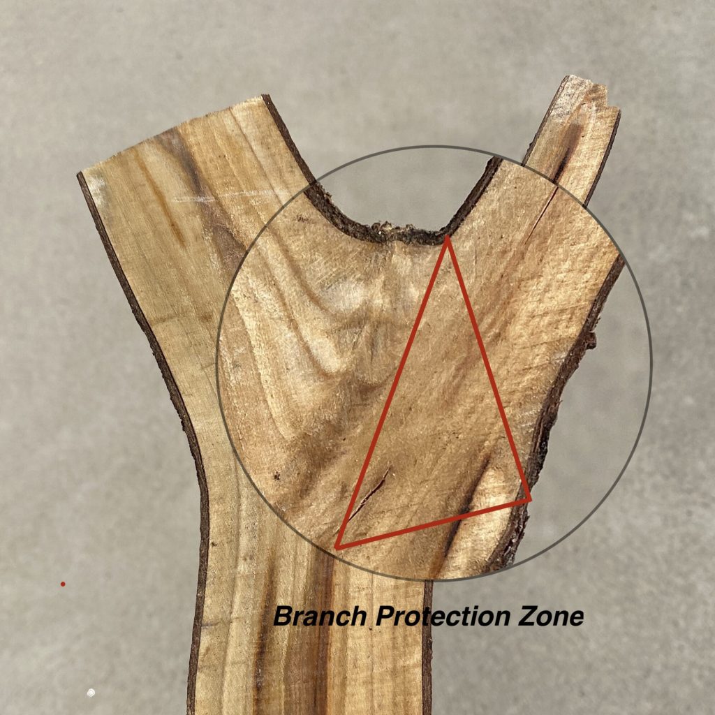 A picture showing a cross-section of a tree branch and highlighting the branch protection zone. 