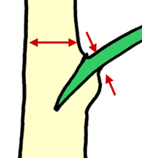 A diagram from the "Science of Pruning" by the Colorado State University Extension, Whiting et all. Diagram shows an ideal branch to trunk ratio, where the side branch is less than one-third the diameter of the trunk or primary branch,.