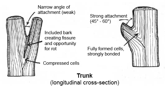 A diagram showing how branches with narrow angles of attachment are prone to included bark and have weaker bonds than branches with wider angles of attachment. 