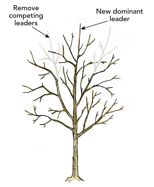 A diagram showing competing leaders being removed to ensure one dominant central leader.