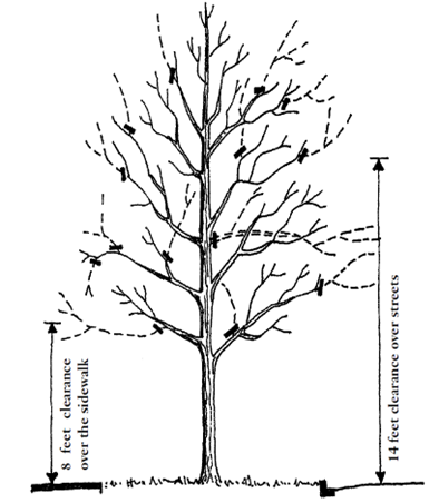 A diagram illustrating pruning objectives for trees 5 to 7 years after planting.