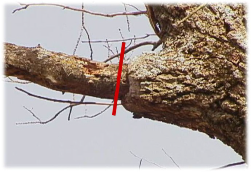 A photo of a tree with a dead limb and a red line indicating where to prune to avoid damaging live tissue. 