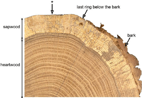 A picture showing a cross-section of a tree trunk with callouts for annual growth rings, bark, sapwood, and heartwood.