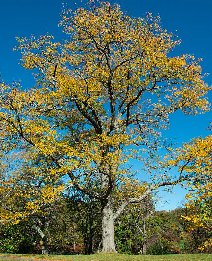 A picture of a honey locust tree demonstrating a typical decurrent growth habit.