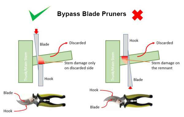 A diagram shoawing how to use bypass pruners by placing the blade towards the tree with the hook on the outside to allow for a closer cut.