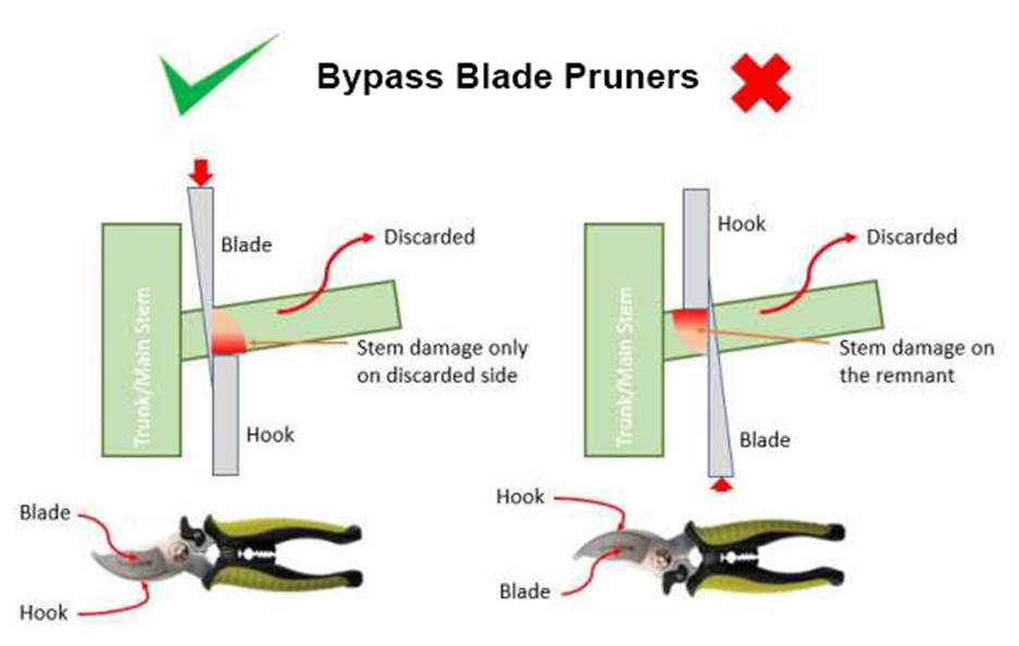 A diagram showing how to use bypass pruners by placing the blade towards the tree with the hook on the outside to allow for a closer cut.