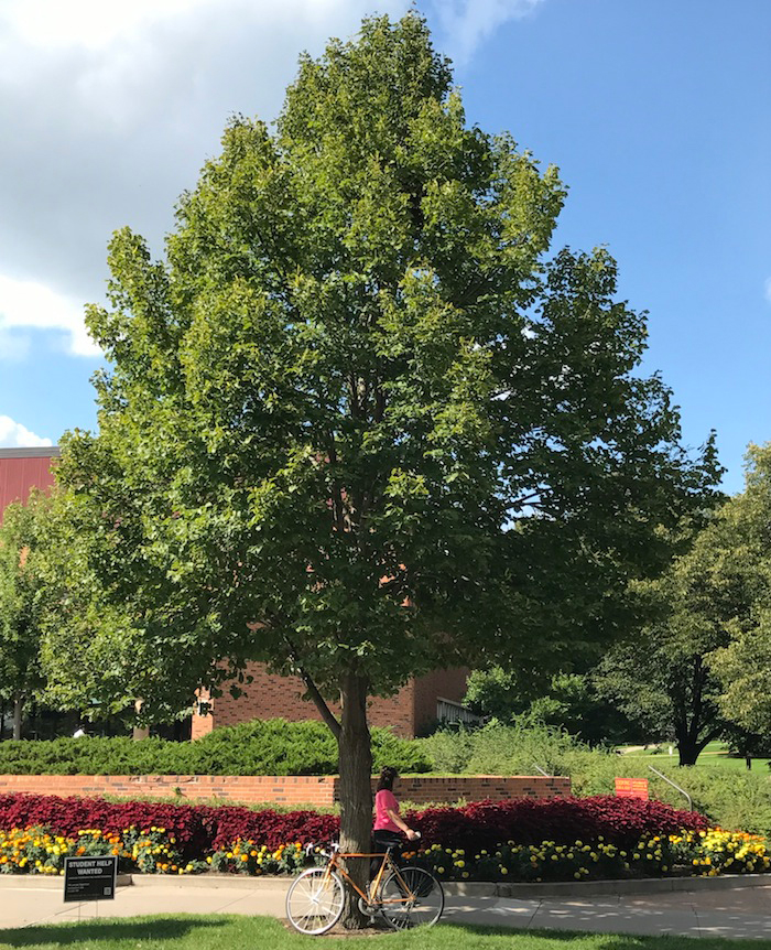 A picture of a linden tree demonstrating a typical excurrent growth habit.