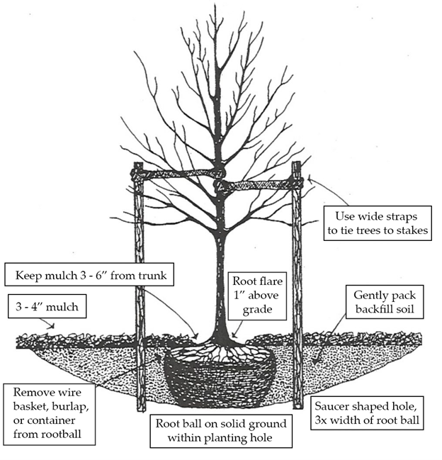 A diagram showing the proper way to plant a tree.