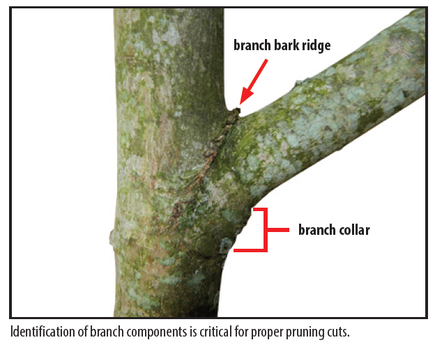 A picture of a tree branch with callouts to identify the branch bark ridge and the branch collar.