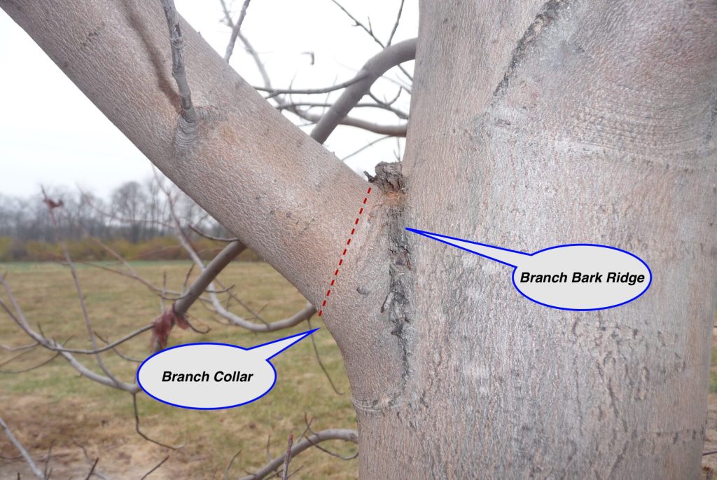 A picture showing the branch bark ridge and the branch collar.