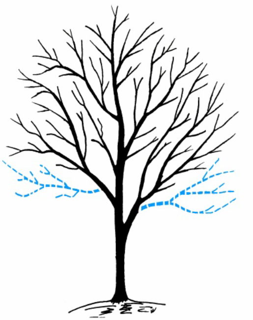 A diagram illustrating how a tree canopy can be raised without cutting large branches.