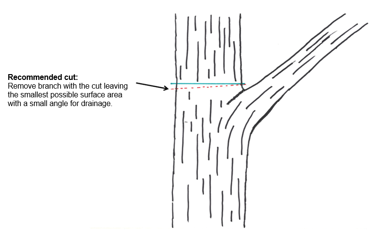 A diagram showing the position of a recommended reduction cut. 