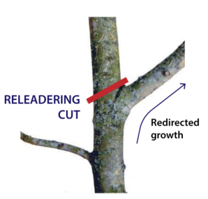 A photo with illustrations indicating how to use a reduction cut as a releadering cut.