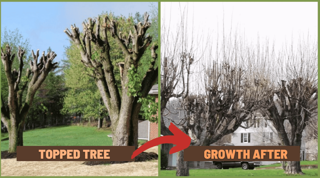 Photos showing a topped tree and the weak, structurally unsound resulting growth.