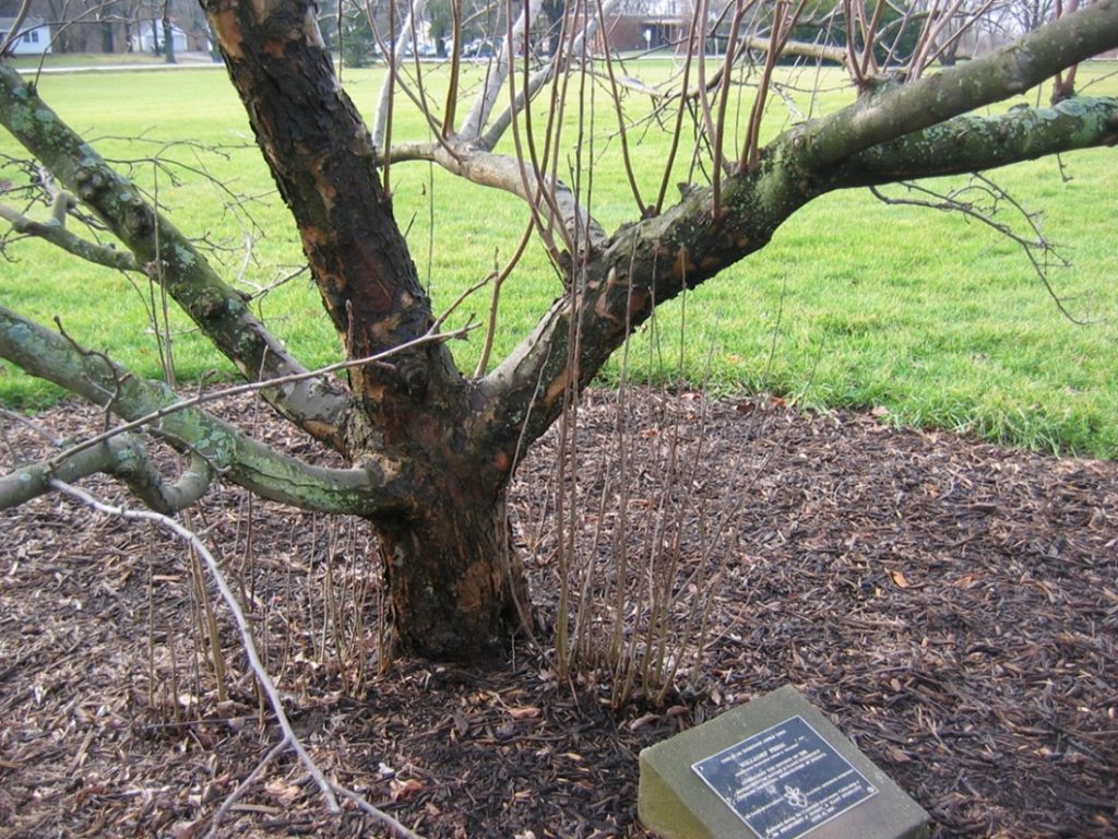 A tree with suckers growing at the base and water sprouts growing on the main lateral branches as a result of a hormonal imbalance in between the canopy and roots.