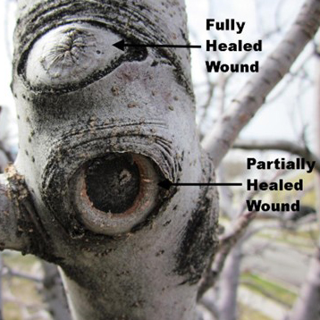 A picture showing woundwood in different stages of healing.